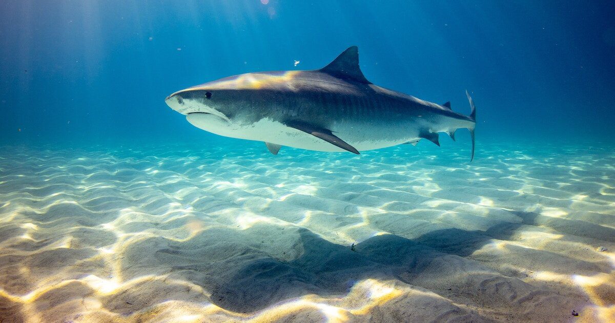 Shark Tattoo Ideas Vancouver BC